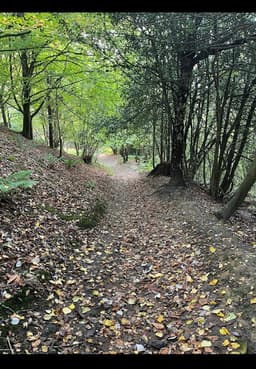 1-1 Forest Therapy Experience